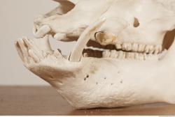 Photo References of Skull